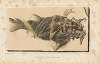 Recherches sur les poissons fossiles Pl.188