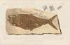 Recherches sur les poissons fossiles Pl.194