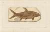 Recherches sur les poissons fossiles Pl.215