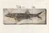 Recherches sur les poissons fossiles Pl.218