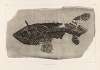 Recherches sur les poissons fossiles Pl.219
