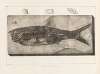 Recherches sur les poissons fossiles Pl.220
