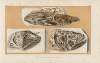 Recherches sur les poissons fossiles Pl.237