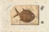 Recherches sur les poissons fossiles Pl.241
