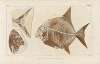 Recherches sur les poissons fossiles Pl.244