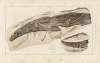 Recherches sur les poissons fossiles Pl.277
