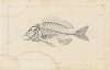 Recherches sur les poissons fossiles Pl.339