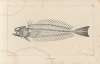 Recherches sur les poissons fossiles Pl.340