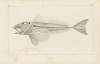 Recherches sur les poissons fossiles Pl.341