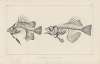 Recherches sur les poissons fossiles Pl.343