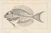 Recherches sur les poissons fossiles Pl.344