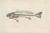 Recherches sur les poissons fossiles Pl.345