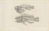 Recherches sur les poissons fossiles Pl.346