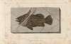 Recherches sur les poissons fossiles Pl.351