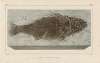 Recherches sur les poissons fossiles Pl.356