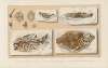 Recherches sur les poissons fossiles Pl.364