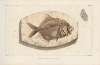 Recherches sur les poissons fossiles Pl.366