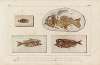 Recherches sur les poissons fossiles Pl.367