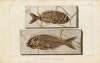 Recherches sur les poissons fossiles Pl.375