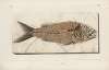 Recherches sur les poissons fossiles Pl.376
