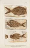 Recherches sur les poissons fossiles Pl.377