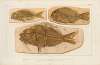 Recherches sur les poissons fossiles Pl.378