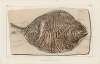 Recherches sur les poissons fossiles Pl.380