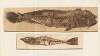 Recherches sur les poissons fossiles Pl.383