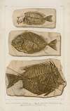 Recherches sur les poissons fossiles Pl.386