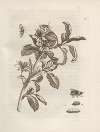 Der Raupen wunderbare Verwandelung und sonderbare Blumen-Nahrung Pl.008