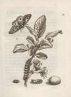 Der Raupen wunderbare Verwandelung und sonderbare Blumen-Nahrung Pl.014