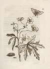 Der Raupen wunderbare Verwandelung und sonderbare Blumen-Nahrung Pl.016