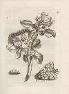 Der Raupen wunderbare Verwandelung und sonderbare Blumen-Nahrung Pl.019