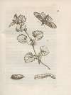 Der Raupen wunderbare Verwandelung und sonderbare Blumen-Nahrung Pl.035