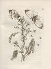 Der Raupen wunderbare Verwandelung und sonderbare Blumen-Nahrung Pl.046