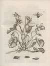 Der Raupen wunderbare Verwandelung und sonderbare Blumen-Nahrung Pl.052