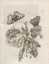 Der Raupen wunderbare Verwandelung und sonderbare Blumen-Nahrung Pl.053