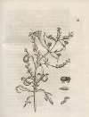 Der Raupen wunderbare Verwandelung und sonderbare Blumen-Nahrung Pl.054