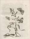 Der Raupen wunderbare Verwandelung und sonderbare Blumen-Nahrung Pl.055