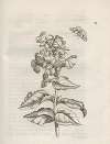 Der Raupen wunderbare Verwandelung und sonderbare Blumen-Nahrung Pl.061