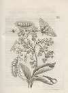 Der Raupen wunderbare Verwandelung und sonderbare Blumen-Nahrung Pl.063