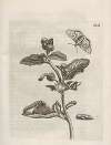 Der Raupen wunderbare Verwandelung und sonderbare Blumen-Nahrung Pl.064