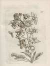 Der Raupen wunderbare Verwandelung und sonderbare Blumen-Nahrung Pl.066