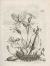 Der Raupen wunderbare Verwandelung und sonderbare Blumen-Nahrung Pl.067