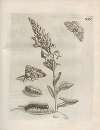 Der Raupen wunderbare Verwandelung und sonderbare Blumen-Nahrung Pl.070