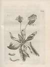 Der Raupen wunderbare Verwandelung und sonderbare Blumen-Nahrung Pl.071