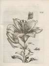 Der Raupen wunderbare Verwandelung und sonderbare Blumen-Nahrung Pl.072