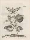 Der Raupen wunderbare Verwandelung und sonderbare Blumen-Nahrung Pl.075