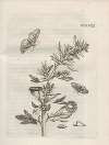 Der Raupen wunderbare Verwandelung und sonderbare Blumen-Nahrung Pl.079