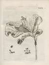 Der Raupen wunderbare Verwandelung und sonderbare Blumen-Nahrung Pl.081